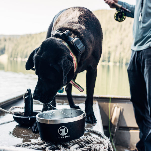 Lucky Dog INDULGE™ 8 Double Wall Stainless Steel Dog Bowl (64 oz)