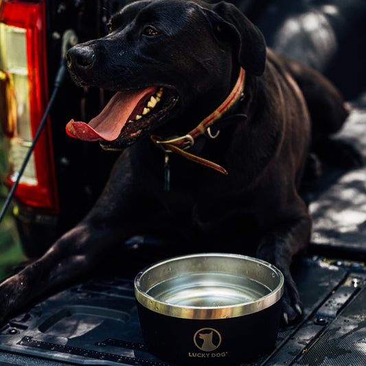 Lucky Dog INDULGE™ 8 Double Wall Stainless Steel Dog Bowl (64 oz)