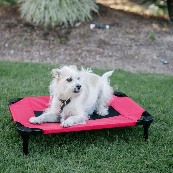 Lucky Dog™ Elevated Pet Bed Comfort Cot