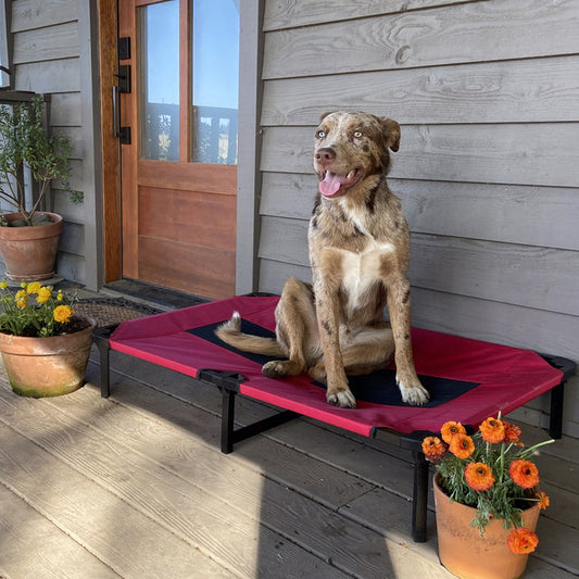 Lucky Dog™ Elevated Pet Bed Comfort Cot